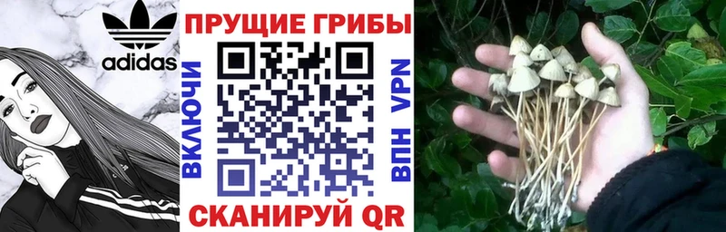 купить   Нытва  Псилоцибиновые грибы Magic Shrooms 
